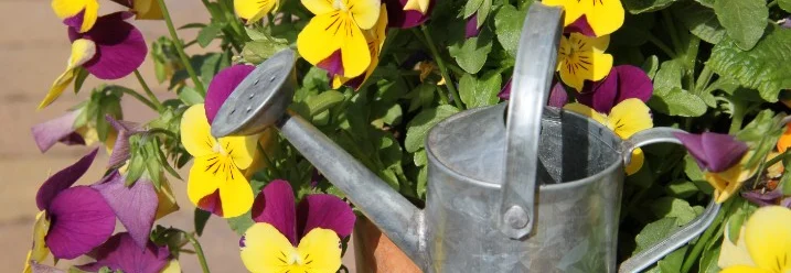 Gießkanne in Stiefmütterchen